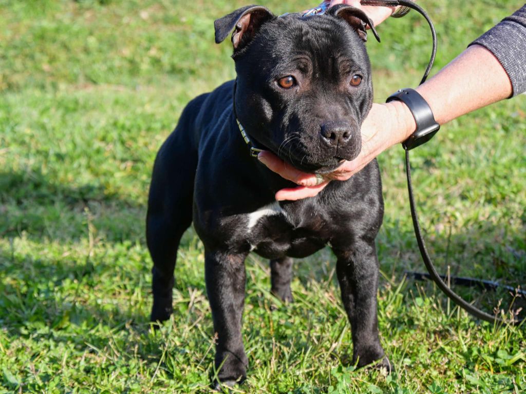 Unity Of Black Lovely Staffie