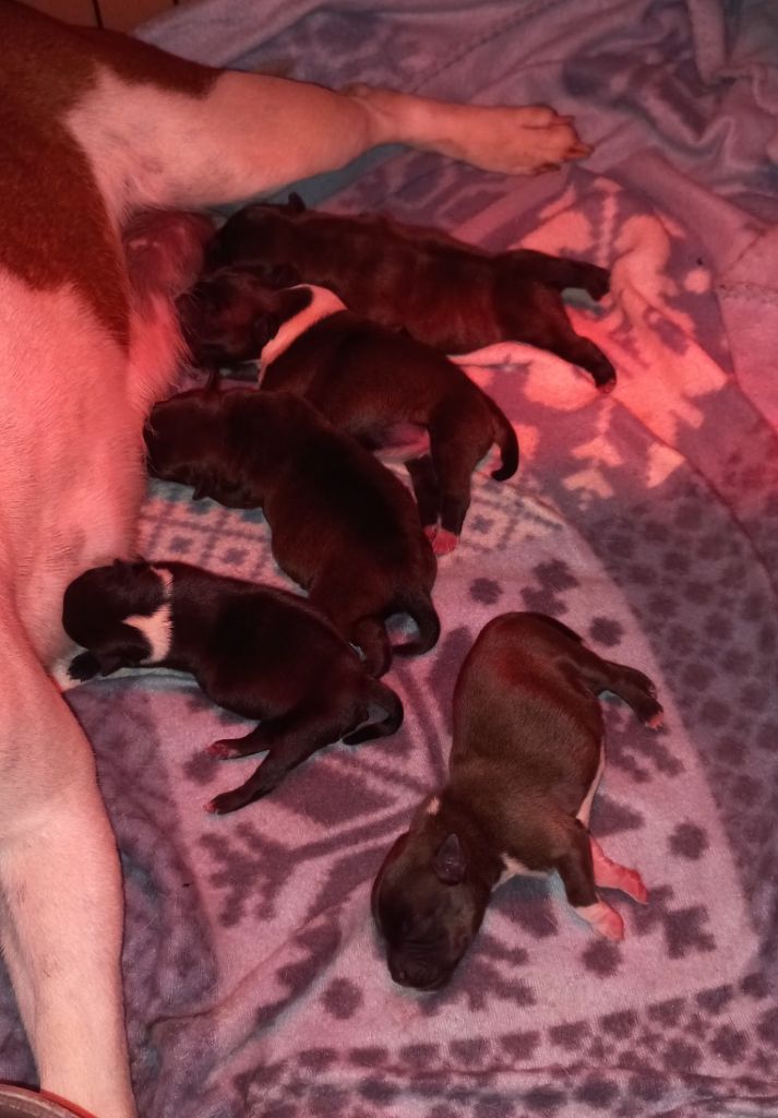 Chiot Staffordshire Bull Terrier De La Tribu De Sirius