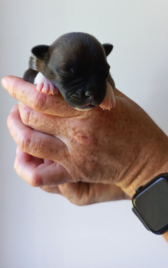 De La Tribu De Sirius - Chiots disponibles - Staffordshire Bull Terrier
