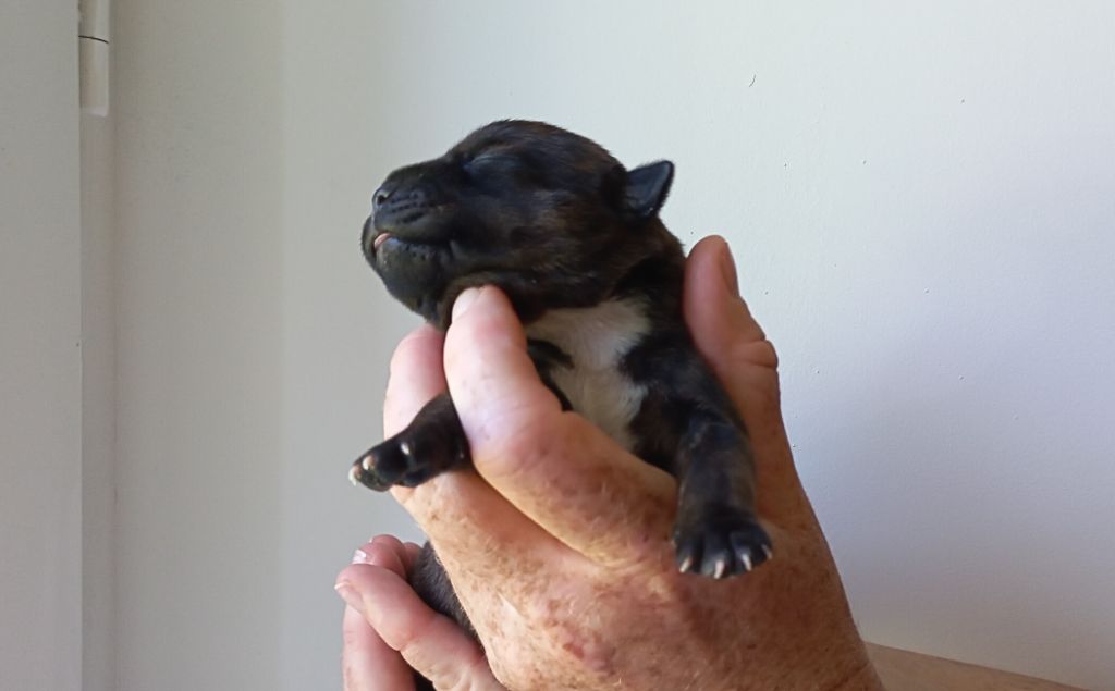 De La Tribu De Sirius - Chiots disponibles - Staffordshire Bull Terrier