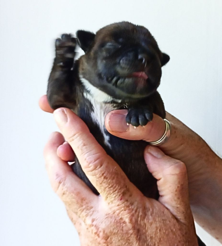 De La Tribu De Sirius - Chiots disponibles - Staffordshire Bull Terrier