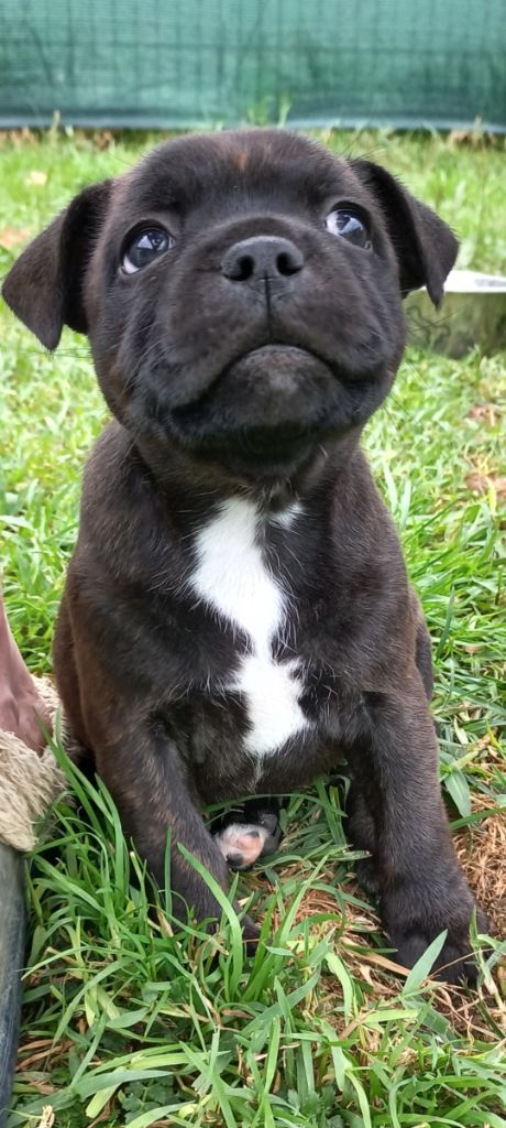 De La Tribu De Sirius - Chiots disponibles - Staffordshire Bull Terrier